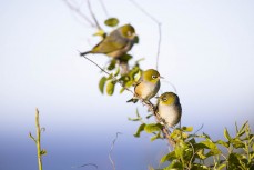 Wax-eyes, or tauhou, in scrub near Blackhead, Dunedin, New Zealand.Photo: Derek Morrison 