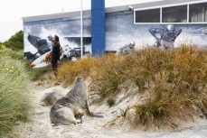 Jimbo heads past two sea lions for a surf at St Kilda, Dunedin, New Zealand.Photo: Derek Morrison