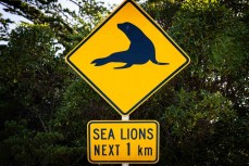 Sea Lions next 1km, Smaills Beach, Dunedin, New Zealand.Photo: Derek Morrison