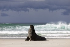 Seven-year-old male sea lion (phocarctos hookeri), named Carlos, rests on Smaills Beach, Dunedin, while local surfer Pipiata Ritchie, 14, surfs her home break. Carlos visits Smaill's beach in search of mature female sea lions during mating season which run