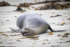 A heavily pregnant sea lion (phocarctos hookeri) looks over it all as she lazes around on a beach on the north coast of Dunedin, New Zealand.