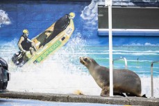 A young sea lion (phocarctos hookeri) wanders past the St Kilda Surf Life Saving Club at St Kilda, Dunedin. It is believed mature female sea lions use the hustle and bustle of urban landscapes to escape attention from the males ahead of pupping. Credit: De