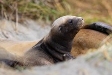Female sea lion (phocarctos hookeri) Pebble with her new pup and a male sea lion near Brighton, Dunedin, New Zealand.