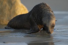 Month-old sea lion pup (phocarctos hookeri) at Blackhead, Dunedin, New Zealand.Photo: Derek Morrison
