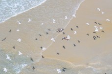 Sea lions at Blackhead Beach, Dunedin, New Zealand. Photo: Derek Morrison