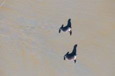 Sea lions at Blackhead Beach, Dunedin, New Zealand. Photo: Derek Morrison