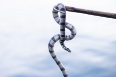 Poisonous sea snake at Lance's Lefts in the Mentawais Island chain, Western Sumatra, Indonesia.
