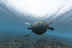 Green sea turtle in the lineup at Thunders  in the Mentawais Island chain, Western Sumatra, Indonesia.