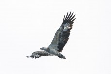 White-bellied sea eagle on a fishing trip in the Mentawai Islands, Sumatra, Indonesia.