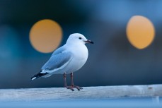 Seagull at St Clair, Dunedin, New Zealand.
