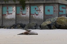 A curious sea lion visits the beach at St Clair, Dunedin, New Zealand.