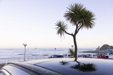 Cabbage tree on a calm winter's evening at St Clair, Dunedin, New Zealand.