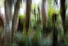 Forest meets the sea near Papatowai in the Catlins, New Zealand. Photo: Derek Morrison