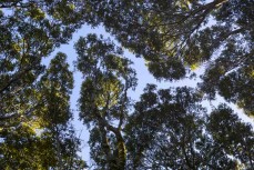 Tree canopy where the forest meets the sea at Papatowai in the Catlins, New Zealand. Photo: Derek Morrison
