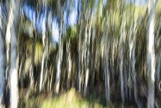 The forest meets the sea at Papatowai in the Catlins, New Zealand. Photo: Derek Morrison