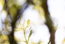 A bellbird/korimako (Anthornis melanura) rests on a branch in Jack's Bay in the Catlins, New Zealand. Photo: Derek Morrison