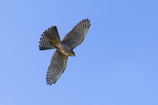 Bird of the Year – a native falcon/kārearea (Falco novaeseelandiae) – at Nugget Point, a prominent headland on the Catlins coast in New Zealand. It is famous for its historic lighthouse and rocky islets known as "The Nuggets". Visitors can take an eas