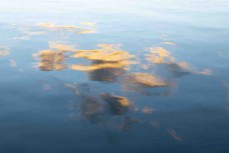 The dawn chorus reflects in the estuary at Papatowai in the Catlins, New Zealand. Photo: Derek Morrison