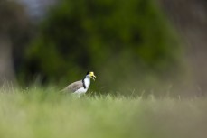 Spur-winged plover (Vanellus miles novaehollandiae) in farmland near Cambridge, Waikato, Dunedin, New Zealand.Photo: Derek Morrison 