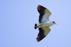 Spur-winged plover (Vanellus miles novaehollandiae) in farmland near Cambridge, Waikato, Dunedin, New Zealand.Photo: Derek Morrison 