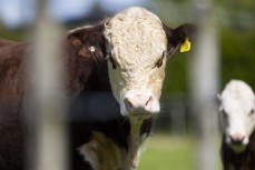 Charles the second, a prized hereford bull in farmland in rural Waikato, New Zealand.Photo: Derek Morrison