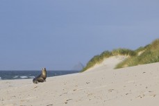 Sea lion (phocarctos hookeri) on a summery morning at Smaills Beach, Dunedin, New Zealand.