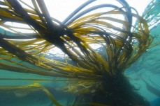 Kelp fronds at Second Beach near St Clair, Dunedin, New Zealand.