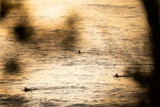 Dusk light fades as three surfers return to shore at Belt Road, New Plymouth, Taranaki, New Zealand.