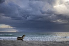Yearling sea lion (phocarctos hookeri) 260E (Stormy) heads out to sea as summer storm clouds roll around St Clair, Dunedin, New Zealand.Photo: Derek Morrison