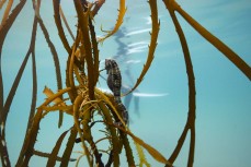 A Bigbelly Seahorse (Hippocampus abdominalis) in some floating kelp at Second Beach near St Clair, Dunedin, New Zealand.Photo: Derek Morrison