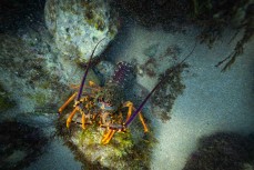 Catching crayfish in Sav's Fridge near Gisborne, Eastland, New Zealand.