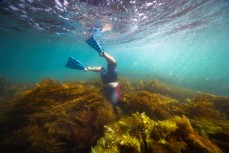 Catching crayfish in Sav's Fridge near Gisborne, Eastland, New Zealand.