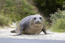 Southern elephant seal (Mirounga leonina) at Tomahawk Beach,  Dunedin, New Zealand.Photo: Derek Morrison