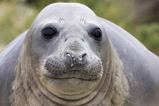 Southern elephant seal (Mirounga leonina) at Tomahawk Beach,  Dunedin, New Zealand.Photo: Derek Morrison