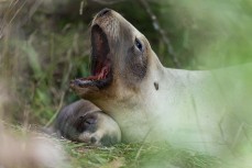 Fifteen-year-old New Zealand sea lion (phocarctos hookeri) Hiriwa with her pup at Tomahawk Beach,  Dunedin, New Zealand.Photo: Derek Morrison