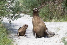 A sea lion (Phocarctos hookeri) with a young pup on a beach track near Dunedin, New Zealand.Photo: Derek Morrison