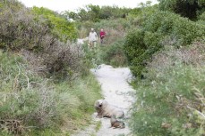 A sea lion (Phocarctos hookeri) with a young pup on a beach track near Dunedin, New Zealand.Photo: Derek Morrison