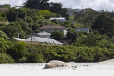 A male southern elephant seal (Mirounga leonina) lies flat on hius back in the sand at Tomahawk Beach, Dunedin, New Zealand.Photo: Derek Morrison