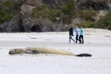 A male southern elephant seal (Mirounga leonina) lies flat on hius back in the sand at Tomahawk Beach, Dunedin, New Zealand.Photo: Derek Morrison