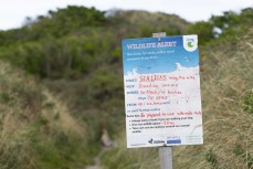 A sea lion (Phocarctos hookeri) with a young pup on a beach track near a wildlife warning sign, Dunedin, New Zealand.Photo: Derek Morrison