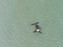 A female sea lion (Phocarctos hookeri) rests in crystal clear water in the Otago Harbour near Harrington Point, Dunedin, New Zealand.