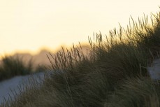 Dune grasses at Smaills Beach on dusk, Dunedin, New Zealand.Photo: Derek Morrison