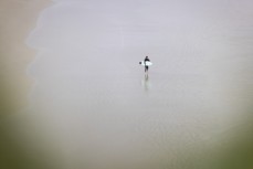 Surfer on sand during a fun swell at Smaills Beach, Dunedin, New Zealand.Photo: Derek Morrison