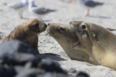 Paige and Pebble with their 2024/25 pups and 5PP2 at Blackhead, Dunedin, New Zealand.