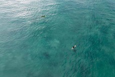 A sea lion glides past a surfer at St Clair, Dunedin, New Zealand.