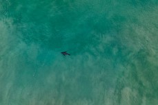 A sea lion glides past a surfer at St Clair, Dunedin, New Zealand.