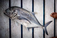 Black giant trevally at the Mentawai Islands, Sumatra, Indonesia.
