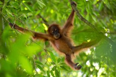 Four-year-old baby orangutan in the jungle of the Gunung Leuser National Park at Bukit Lawang, Northern Sumatra, Indonesia.