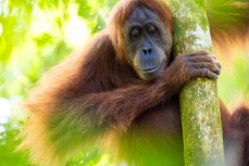 Orangutan in the jungle of the Gunung Leuser National Park at Bukit Lawang, Northern Sumatra, Indonesia.