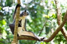 Thomas Leaf Monkey in the jungle of the Gunung Leuser National Park at Bukit Lawang, Northern Sumatra, Indonesia.